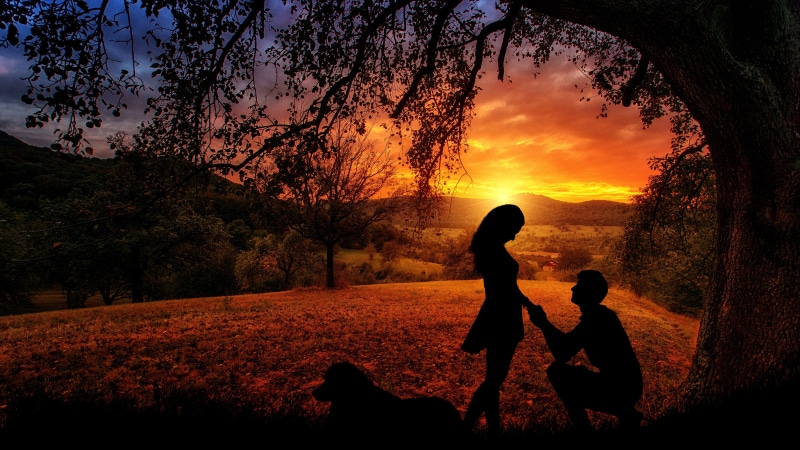 tree, lovers, canine, landscape, beauty in nature, orange color, females, people, silhouette, daughter, couple, outdoors, dusk, dog, leisure activity, two people