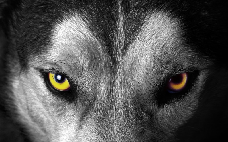 portrait, whisker, black background, iris - eye, cat, dog, animal, 2K, animal themes, face, mammal, one animal, selective coloring, pets, close-up, domestic animals