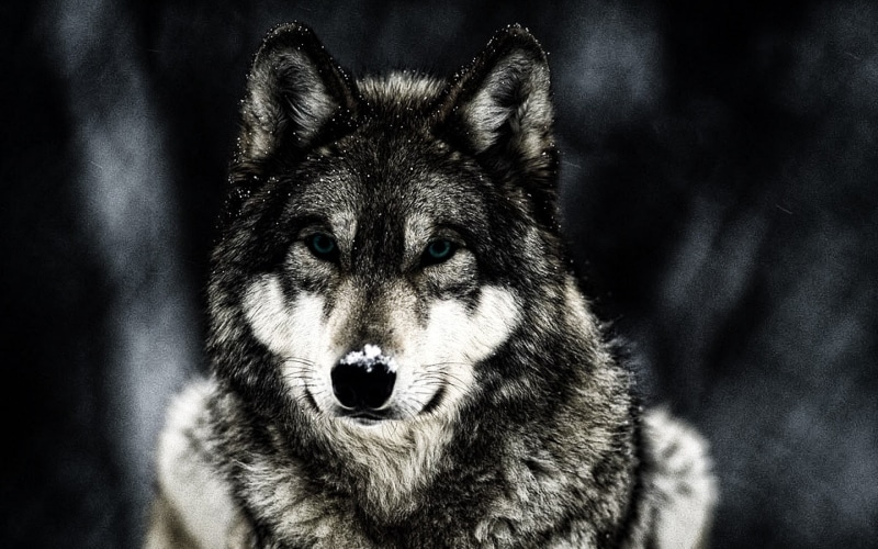 one animal, animal wildlife, gray, pets, no people, animal head, domestic animals, dog, animal themes, aggression, focus on foreground, mammal, animals