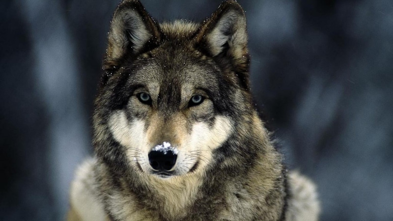 animal body part, domestic, portrait, dog, canine, mammal, animals in the wild, aggression, animal eye, wolf, carnivora, gray, one animal, animal wildlife