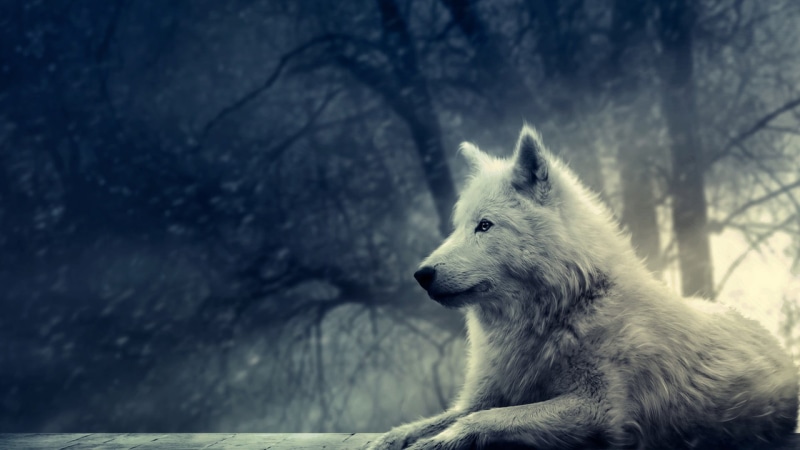 day, no People, animal Head, forest, animal wildlife, wolf, wildlife, pets, sled Dog, looking away, ground, animal, domestic, lying, 1080P, one Animal