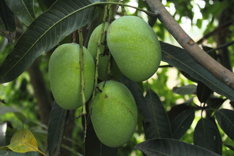 close-up, paddy rice, fruit, bangladesh, wellbeing, attached, outdoors, day, green, canal, focus on foreground, sky, healthy Eating, mango, flower, plantation