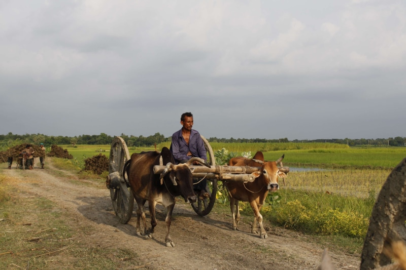 animal, cowvan, paddy rice, rural scene, cloud - sky, working animal, rural, adult, domestic animals, fisherman, 4K, sky, village, domestic, horse, field