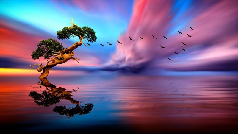 tree, sunset, art, background, images, flight, lake, birds, smartphone, hd, lonely, 1080P, tablet, horizon, computer