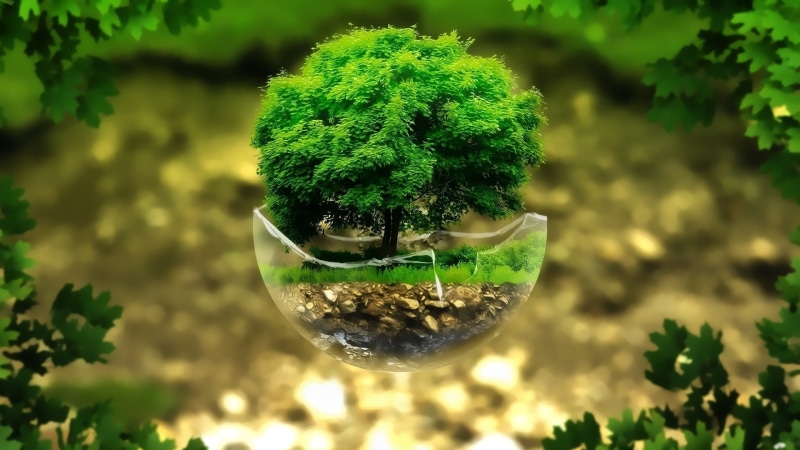 animal themes, transparent, leaf, plant, animal, green color, outdoors, glass - material, focus on foreground, no people, one animal, plant part, nature