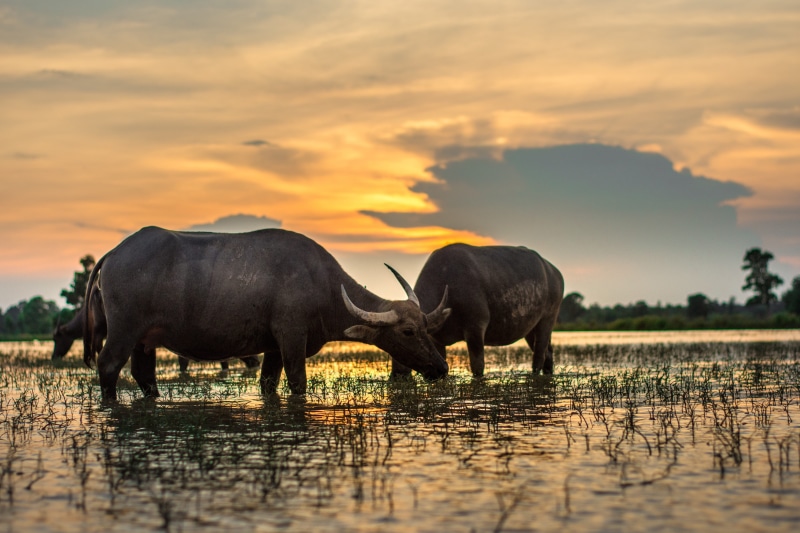 herbivorous, animal themes, waterfront, asia, group of animals, domestic animals, animals, 5K, vertebrate, black water, the job, culture, myanmar burma