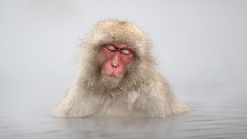 springs, animals, monkey, macaque, japan, jigokudani, 1080P, japanese, hot