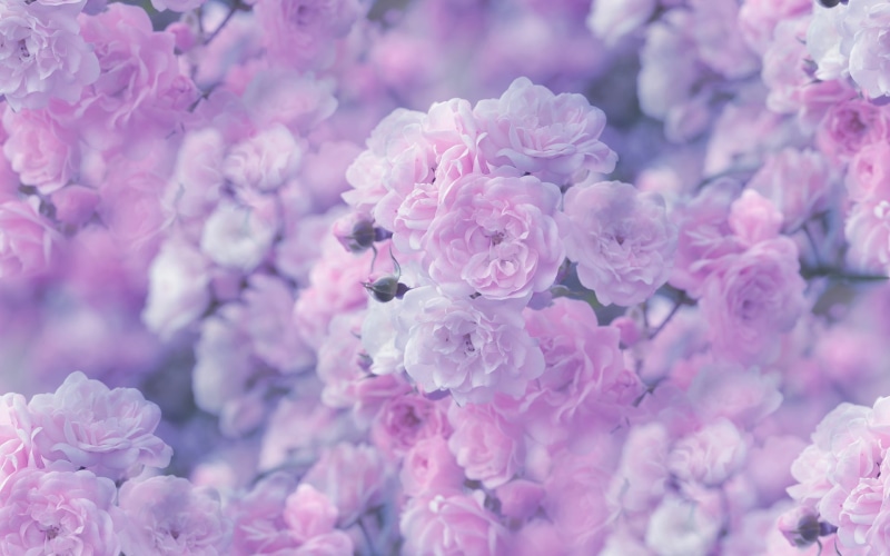 white, rose, pink, cherry, flower, 1080P, nature, blossoms, macro, hd
