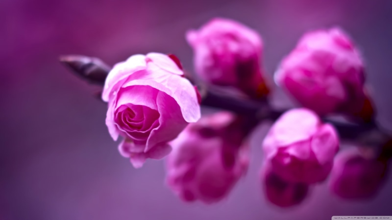 colored background, 2K, petal, pink flowers, close-up, single Flower, studio shot, flower Head, fragility, color Image, leaf, rose, photo, season, petaled