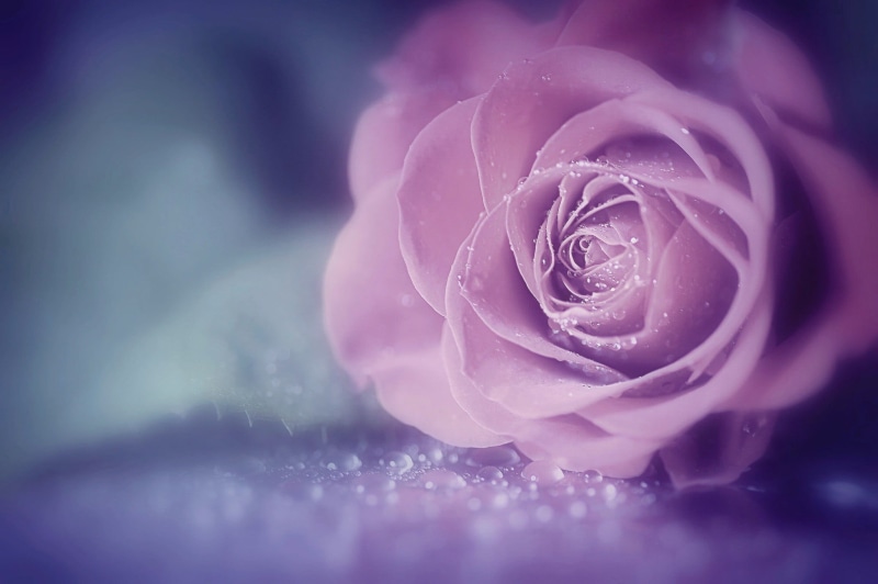 plant, no people, dew, softness, flower, wet, petal, pink, selective focus, outdoors, beauty in nature, flowers, macro, inflorescence, rose, soft focus