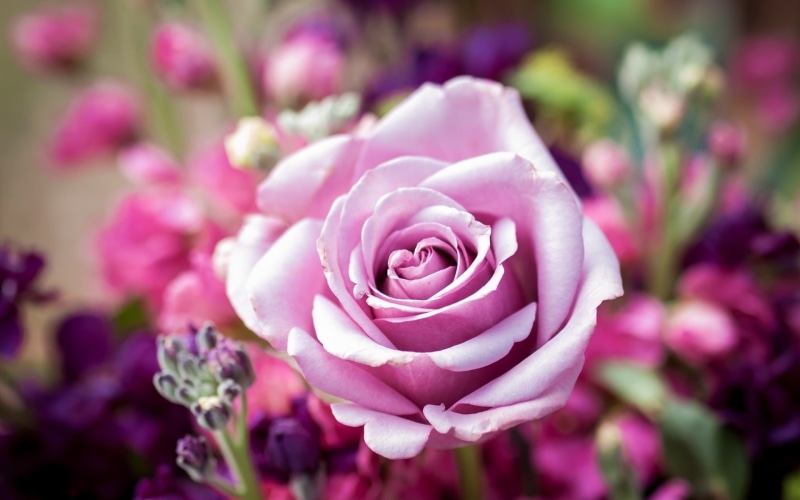 petal, focus on foreground, rose, growth, springtime, pink flowers, rose - flower, flowers, vulnerability, close-up, fragility, no people, pink, 1080P