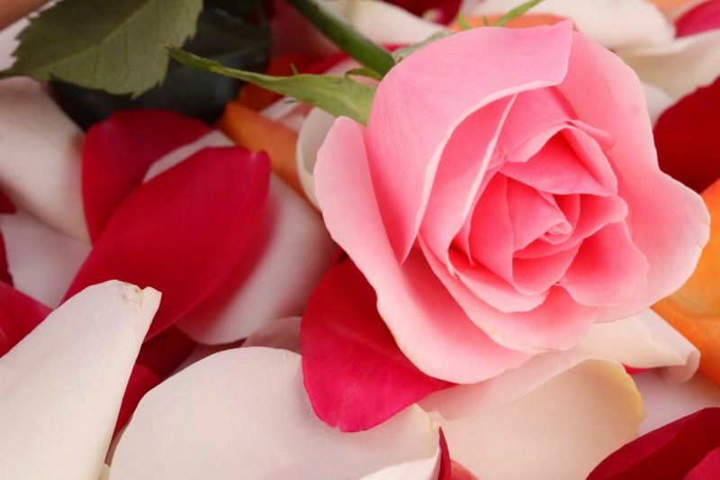 rose, flower, petals, pink, 1080P, nature and landscapes