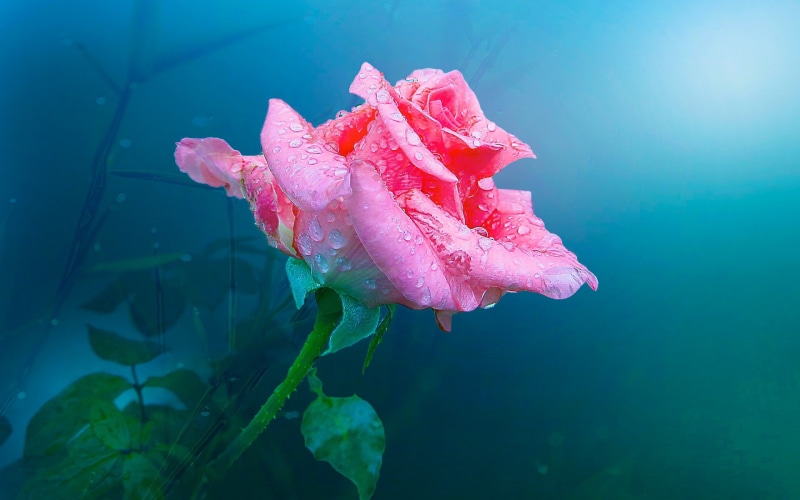 Rose, 1080P, Water, Drops, One, Flower, Pink