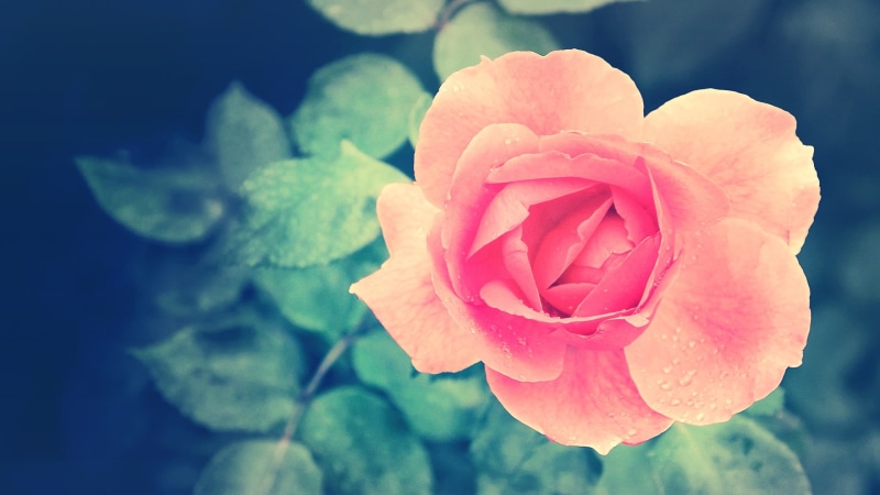 1080P, dew, rose, freshness, vulnerability, softness, growth, pink color, pink, plant part, nature, beauty in nature, petals, petal, outdoors, roses, focus on foreground