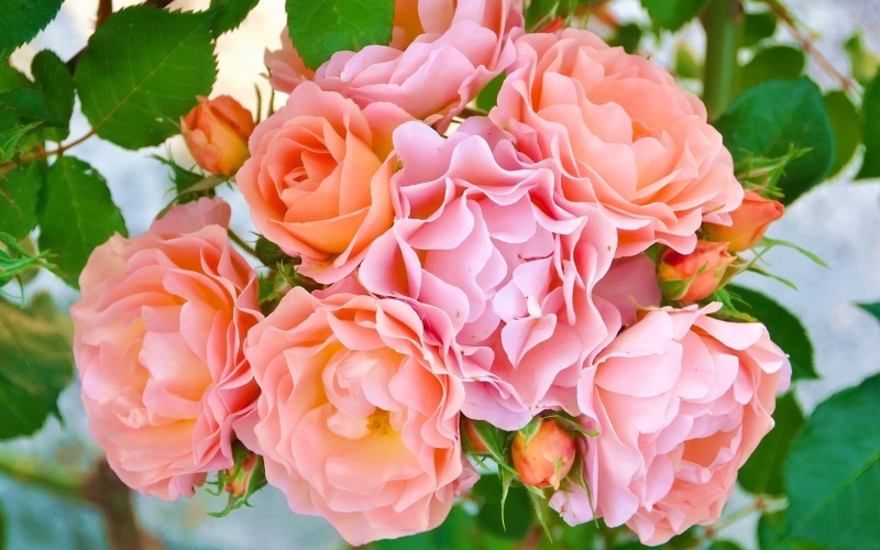 orange, Rose, petaled, Flowers, Pink, 1080P, Petals, Buds