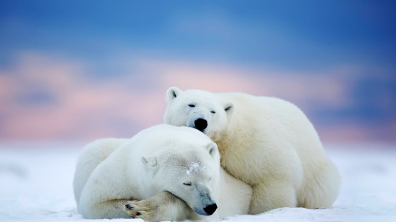 bears, two animals, no people, cold temperature, white color, animal family, group of animals, winter, 1080P, animals, animal themes, polar, animals in the wild