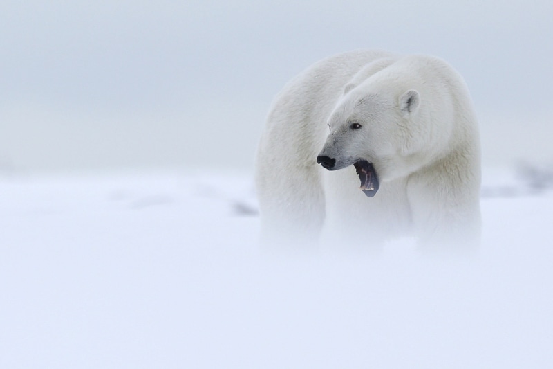animal, winter, plush, polar bear, nature, snow, mist, ice, black, 1080P, animal themes, frozen water, one animal, polar bears, bear, vertebrate, animal wildlife