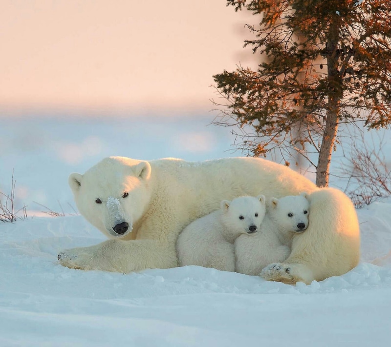 winter, baby animals, snow, happy, animal themes, no people, 720P, mammal, dog, looking at camera, animal family, polar bears, animal wildlife, bear, white