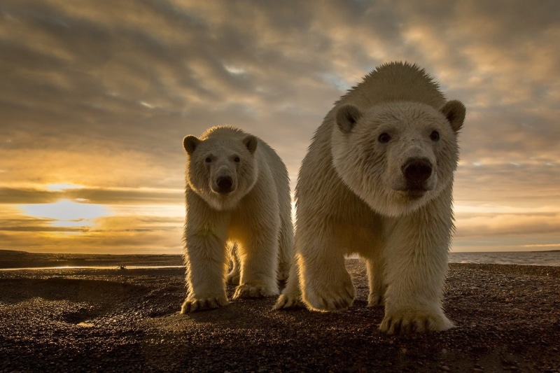 looking at camera, large, 1080P, two, looking at viewer, sky, horizon, sand, animals, land, polar, Sun, vertebrate, evening, sea, animal, animal themes
