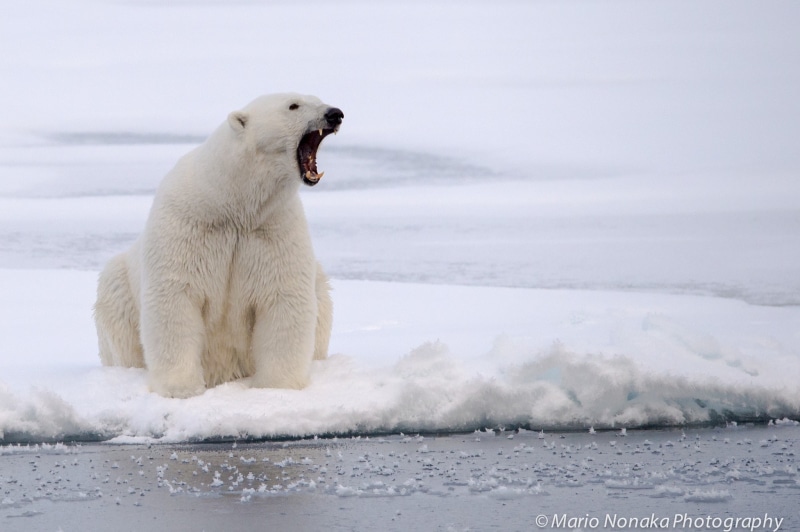 1080P, photography, animals, polar bears