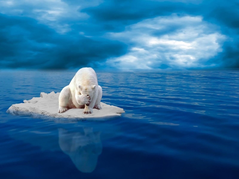 outdoors, beer, underwater, vertebrate, climate change, animal themes, cloud - sky, ice, mammal, sea, polar, one animal, animal, sky, blue, nature, white color