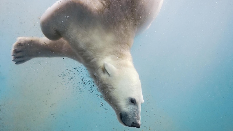 body part, underwater, mammal, animal body part, wildlife, nature, undersea, 1080P, animal wildlife, marine, one animal, wild animal, water, swimming