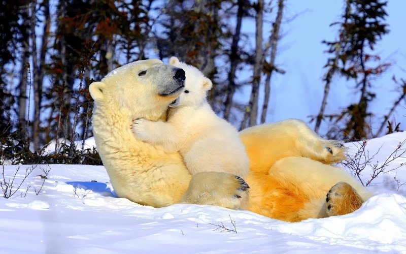 mammals, baby animals, polar bears, animals, nature, 720P, wildlife