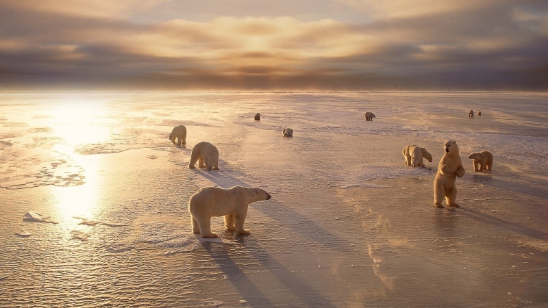 sunset, group of animals, cloud - sky, animal wildlife, sky, animals, 1080P, bear, nature, heard, landscape, ice, beauty in nature, water, sea, animal themes