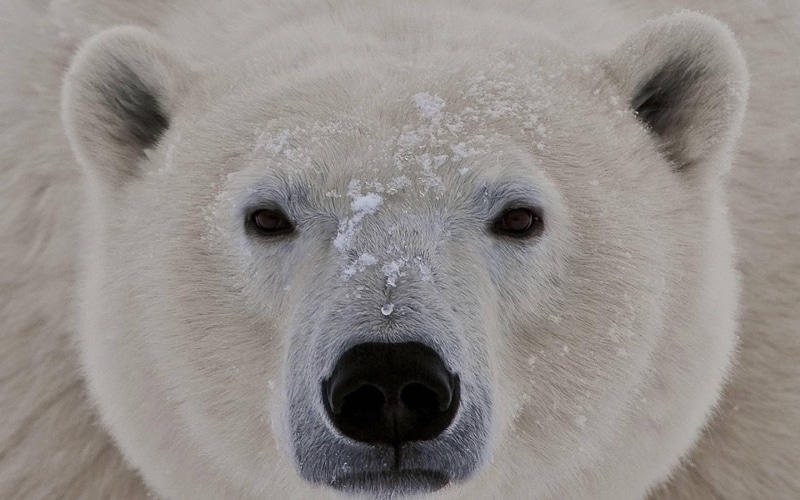 kodiak, alaska, close, polar bear up close, bear, polar, polar bear, 2K, animals