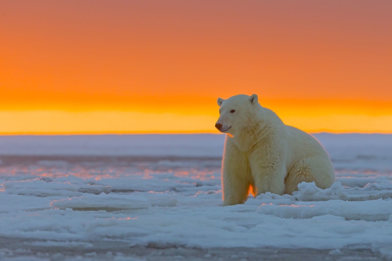 nature, white, vertebrate, 2K, snow, cold temperature, winter, polar bear, outdoors, sky, sunset, animal wildlife, bird, animals in the wild, beauty in nature