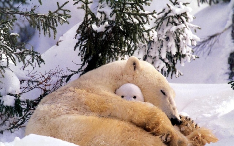 animals, polar bear, winter, animal wildlife, white color, snow, animals in the wild, nature, mammal, plant, tree, baby animals, polar, day, bear, one animal