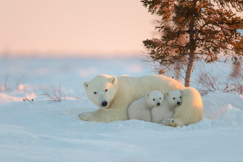 polar bears, white color, animal, no people, portrait, mammal, vertebrate, animals, animal wildlife, animals in the wild, relaxation, baby animals, snow