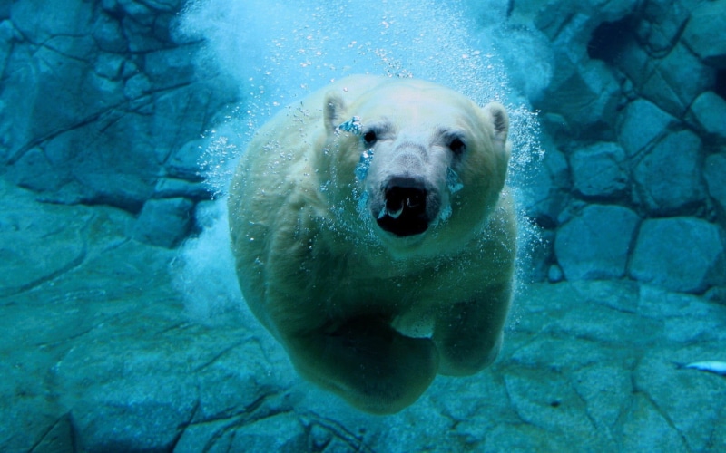 bear, rock, cyan, looking at camera, turquoise, undersea, animal themes, mammal, animals in captivity, animals in the wild, polar bear, animal wildlife