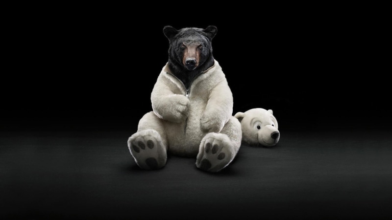 indoors, 1080P, domestic, vertebrate, mammal, pets, copy space, animal, animal themes, bear, dog, relaxation, grizzly, one animal, representation, polar bears