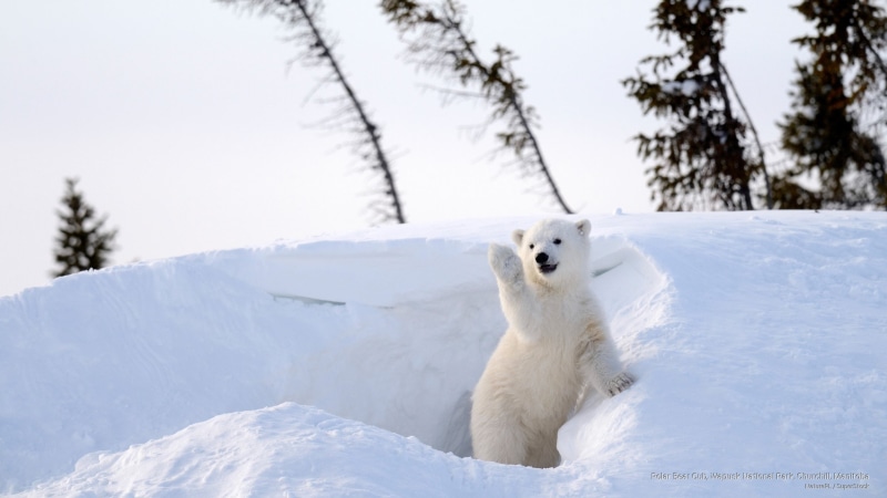 bear, churchill, national, park, polar, 2K, manitoba, Animals, cub, wapusk