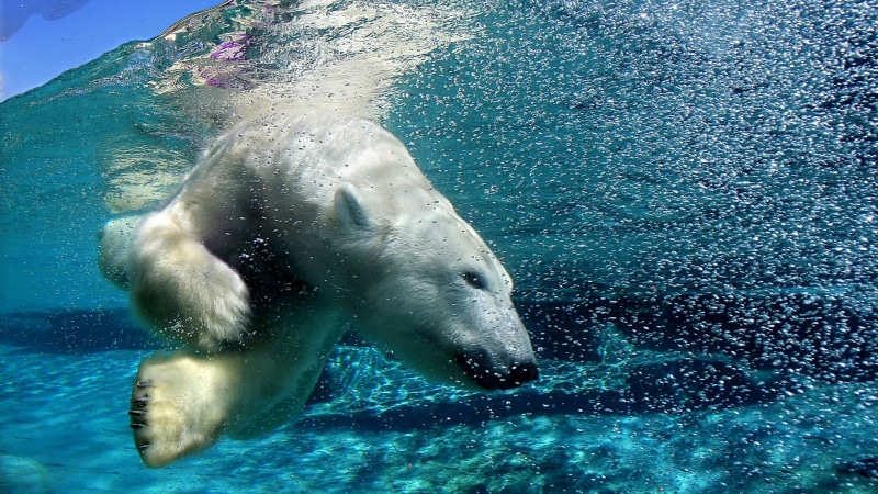 swimming, water, sea, black, undersea, vertebrate, wildlife, dog, no people, aquatic mammal, underwater, one animal, animals, animals in the wild, white