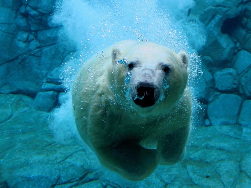 animals in the wild, sea, vertebrate, water, animal mouth, bears, day, underwater, 720P, animal wildlife, animals in captivity, bear, polar, mouth open
