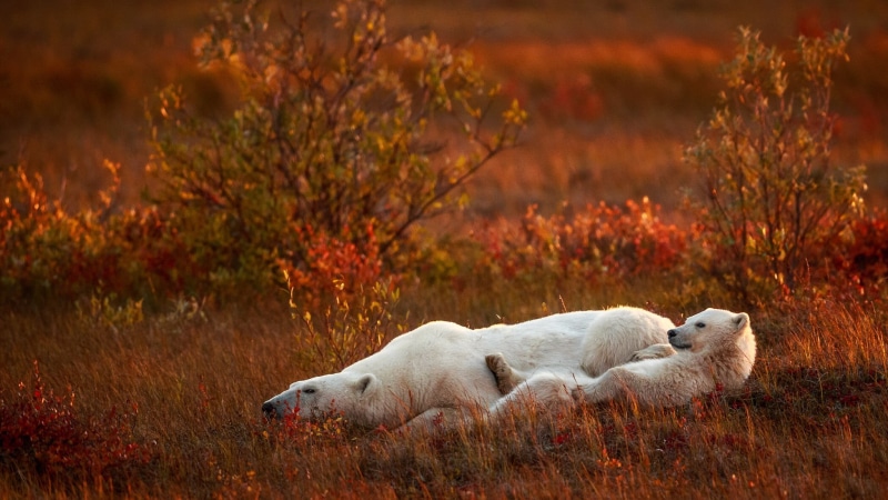 global warming, relaxation, nature, 1080P, polar, side view, one animal, outdoors, mammal, animal family, bears, animals in the wild, plant, polar bears