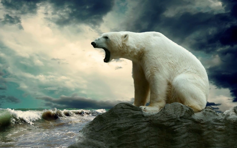 polar bear, ocean, animals in the wild, no people, polar bears, animal, animals, water, animal themes, solid, motion, animal wildlife, one animal, outdoors