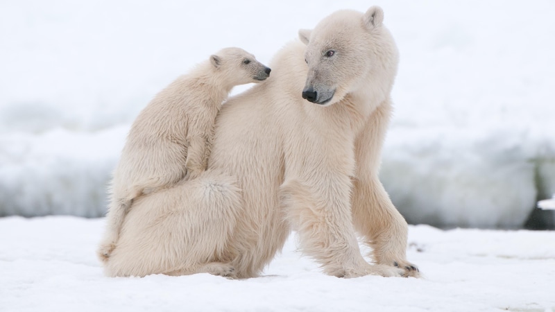 parent, arctic, group of animals, bear, fur, ice, cold temperature, cute, terrestrial animal, baby, no people, snow, vertebrate, animal, 4K, day, animals in the wild