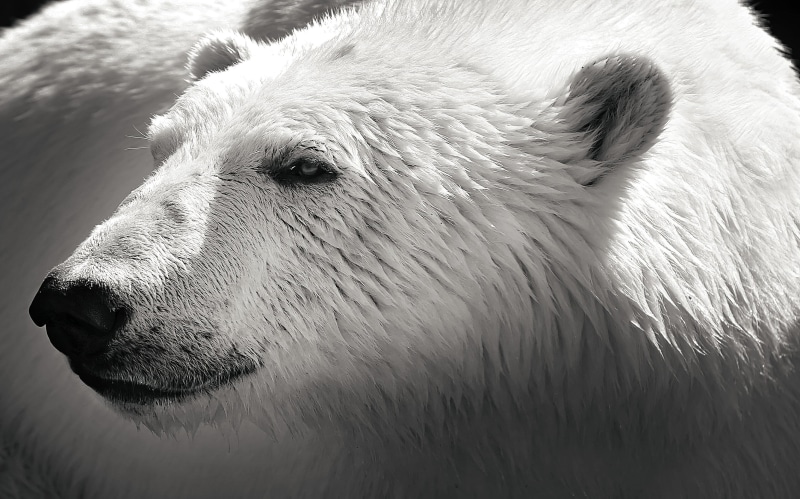close-up, arctic, photo, bear, Darkness, animal, nature, polar  bear, polar Bear, close, wildlife, mammal, 2K, black and white, polar, polarbear