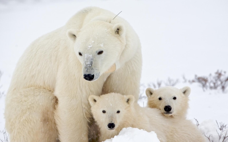 animal family, polar bear, white, cold temperature, two, plush, Arctic, young animal, global warming, no people, two animals, toys, bear, animals, animal themes