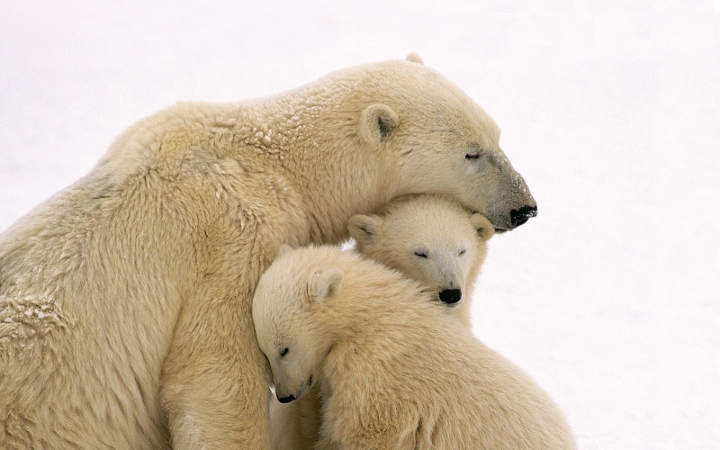 bears, bear, 1080P, cubs, cub, animals, polar, family, hd