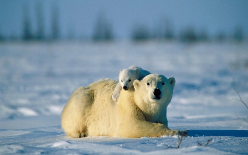 animals, white, cub, baby animals, day, group of animals, nature, polar bear, sea, outdoors, 1080P, animal themes, vertebrate, water, mammal, animal family