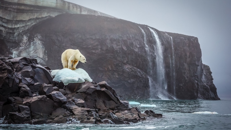 mammal, solid, animals in the wild, sea, beauty in nature, outdoors, bear, rock, nature, rock formation, 1080P, bears, polar bears, animal themes, rocks