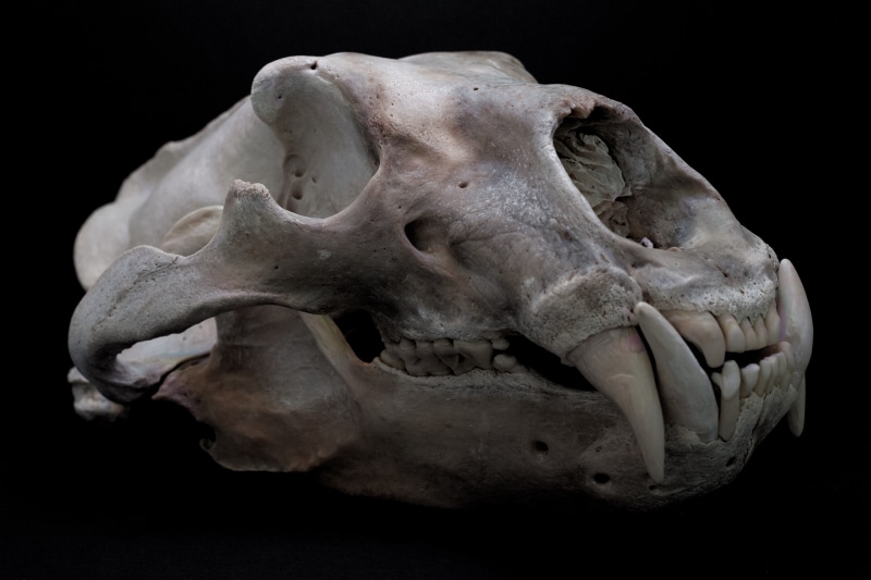 polar bears, 5K, skull, teeth, black background