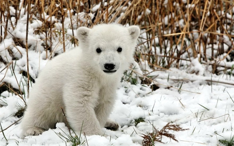 fur, polar, white color, snow, panda - Animal, arctic, forest, baby, animals In The Wild, portrait, looking at camera, animal wildlife, bear, plant, nature