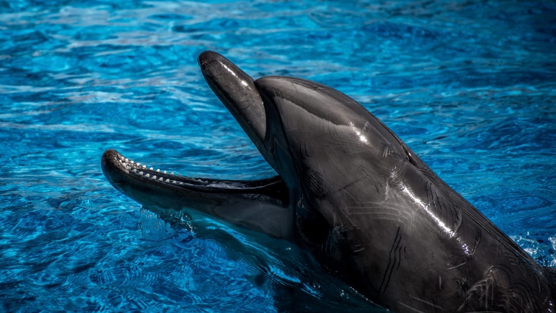 body, blue, marine, turquoise colored, fish, swimming pool, fun, aquarium, swimming Animal, swimming, one animal, nature, closeup, whale, swim, life, animal wildlife