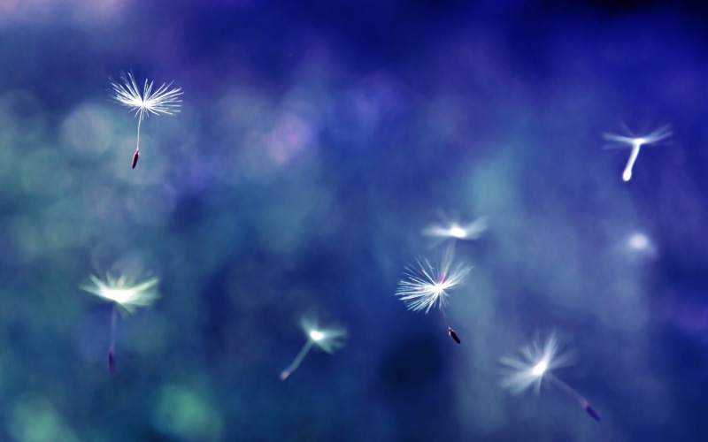 mid-air, 1080P, seeds, firework - man made object, low angle view, sky, firework, flying, closeup, freedom, nature, celebration, night, no people, flowers