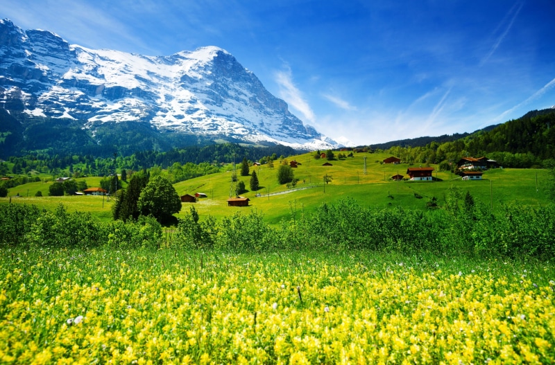 flowering plant, land, snowcapped mountain, environment, rural scene, meadow, field, switzerland 4k desktop background hd, tranquil scene, outdoors, snow